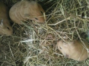 Blondie's baby Squidgypigs. Blondie's baby Squidgypigs.