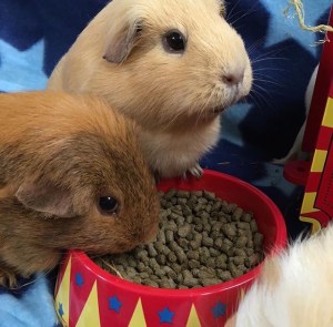 The girls enjoying their Asda Guinea Pig Nuggets