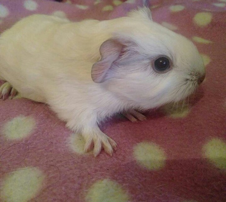 Squidgypigs - Princess Bagel-Baby image