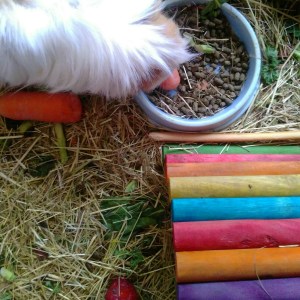 Squidgypigs - Asda Guinea Pig Food - Blondie enjoying some nuggets