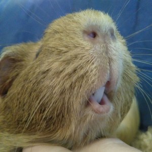 Squidgypigs - Morag shows off her ever-growing teeth...
