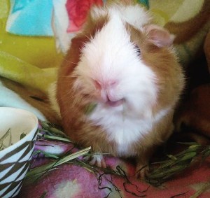 Delicious ReadiGrass.