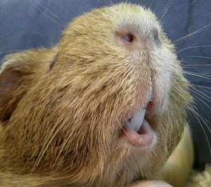 Guinea Pig teeth never stop growing...