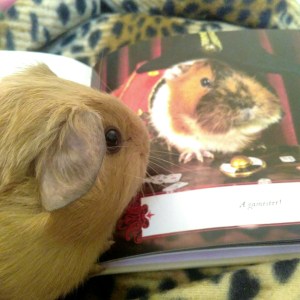 Squidgypigs - Educating Slincypig