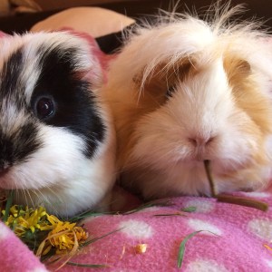 The essential bit: 2 Guinea Pigs. This is Football & Blondie. The essential bit: 2 Guinea Pigs. This is Football & Blondie.