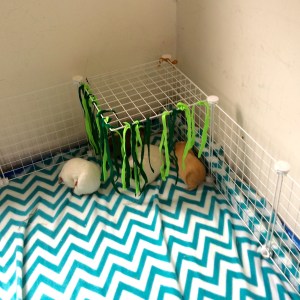 Squidgypigs - c&c cages