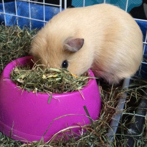 Nature's Own Guinea Pig Food Review