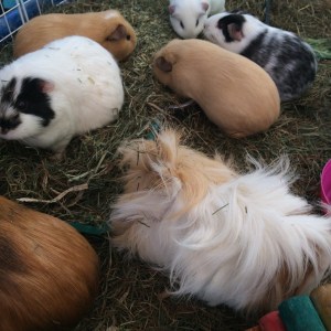 Squidgypigs - Forage time!