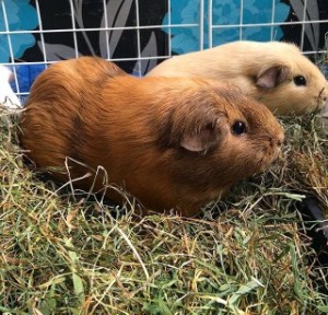 Squidgypigs - Nature's Own Sweet Green Hay Review Squidgypigs - Nature's Own Sweet Green Hay Review