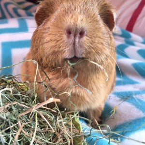 Squidgypigs - Morag munching her 5aDay Hay