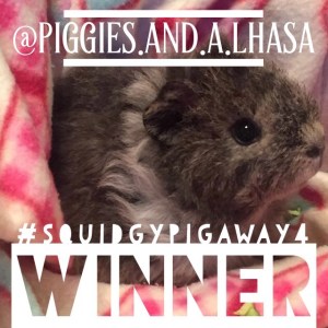squidgypigaway4 -  winner
