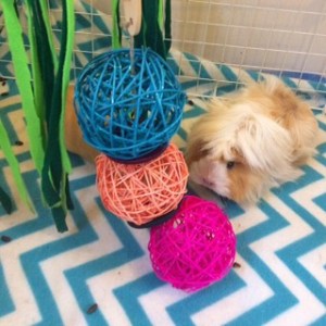 Squidgypigs - Woodland Brights Willow Balls - Review Squidgypigs - Woodland Brights Willow Balls - Review