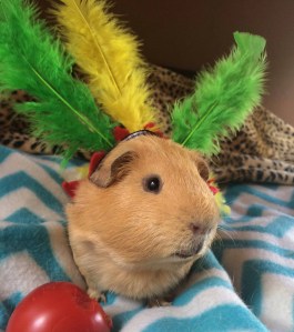 Squidgypigs Rio Olympigs  Opening Ceremony