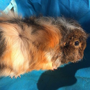 Squidgypigs -  New Guinea Pig - Tabby