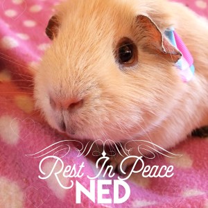 We will never forget you Ned.