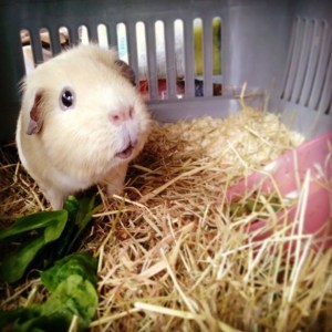 Squidgypigs - Ned on his way home.