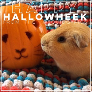 Squidgypigs - Happy Halloween - Guinea Pig Pumpkin