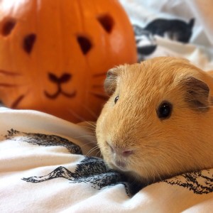 Squidgypigs  - Guinea Pig Pumpkin
