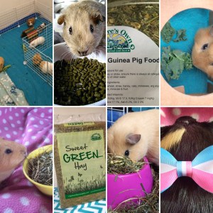 Squidgypigs Guinea Pig Product Reviews