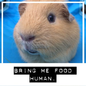 Squidgypigs - Are Guinea Pigs Cathermeral?