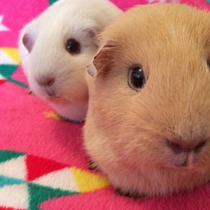 Squidgypigs - When Guinea Pigs Photobomb