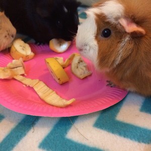 Squdgypigs - Can Guinea Pigs Eat Bananas? Yes!
