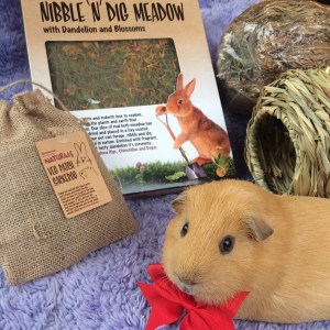 Squidgypigs - Slincypig celebrating Rosewood's 10th Birthday Squidgypigs - Slincypig celebrating Rosewood's 10th Birthday