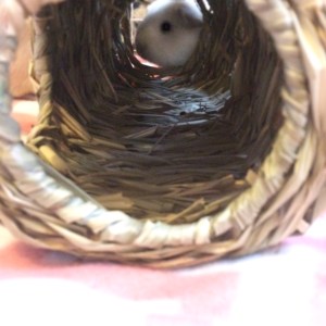 Squidgypigs - Princess Bagel-Baby checking out the Stack 'n' Hide Squidgypigs - Princess Bagel-Baby checking out the Stack 'n' Hide