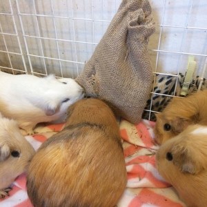 Squidgypigs - Lots of interest in the Rosewood Naturals Veg Patch Sackaroo