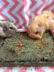 Yummy, yummy, yummy!