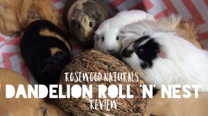 Squidgypigs - Dandelion Roll 'n' Nest Squidgypigs - Dandelion Roll 'n' Nest