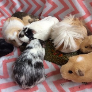 Squidgypigs - Rosewood Naturals Nibble 'n' Dig Meadow Review