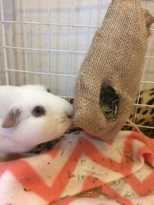 Princess Bagel-Baby loves her Veg Patch Sackaroo