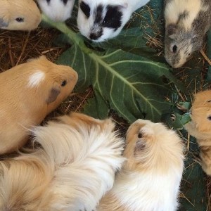 Squidgypigs - Guinea Pigs and Spring Greens