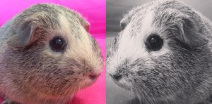 Squidgypigs -  Guinea Pigs: Nocturnal or Diurnal
