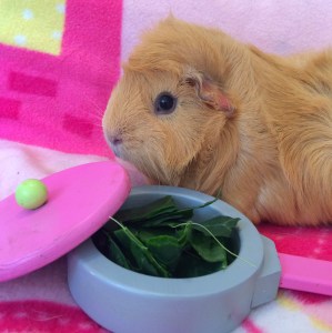 Squidgypig - Guinea Pig won't eat.