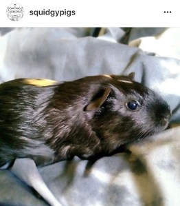 Squidgypigs - My Second Instagram Pig Pic