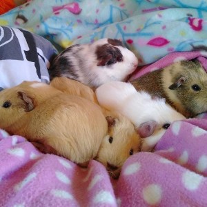 Squidgypigs - Cuddle puddle
