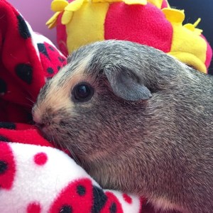 Fleecey beds keep piggies warm and snuggly.