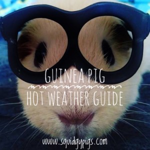 Hot weather guinea Pig care