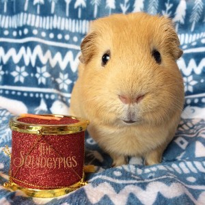 Squidgypigs - The Little Drummer Boy Squidgypigs - The Little Drummer Boy