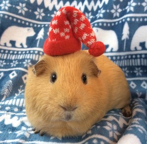 Squidgypigs - Winter Cold Weather Care for Guinea Pigs