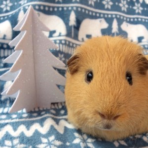 Guinea Pig Winter Care