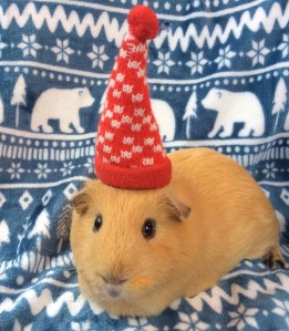 Squidgypigs - Cold Weather Care for Guinea Pigs