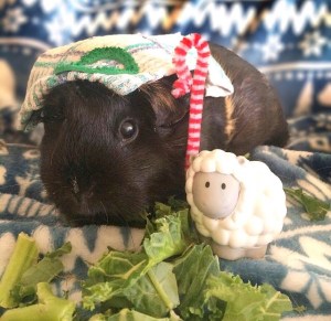 Squidgypigs - Whilst Shepherds Watched Their Flocks By Night Squidgypigs - Whilst Shepherds Watched Their Flocks By Night