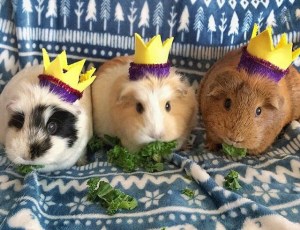 Squidgypigs - We Three Kings Squidgypigs - We Three Kings