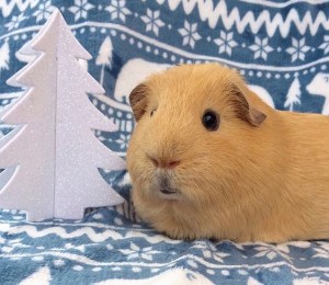 Squidgypigs - Oh Christmas Tree, Oh Christmas Tree Squidgypigs - Oh Christmas Tree, Oh Christmas Tree