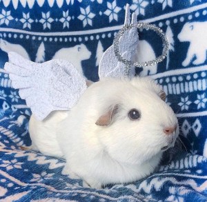 Squidgypigs - Hark The Herald Angels Sing Squidgypigs - Hark The Herald Angels Sing