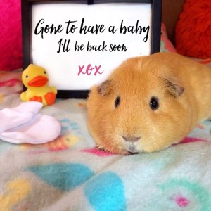 Squidgypigs -  Human is hopefully having her baby today...stand by for update