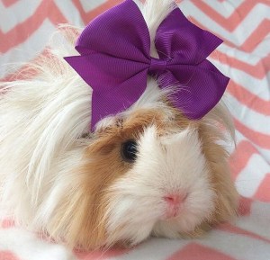 Squidgypigs - Long hair can be inconvenient in hot temperatures. Squidgypigs - Long hair can be inconvenient in hot temperatures.